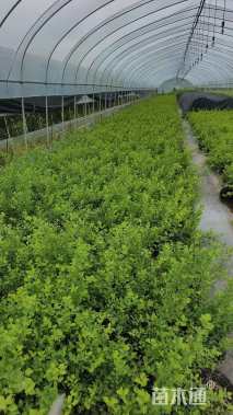 高度50厘米绣线菊