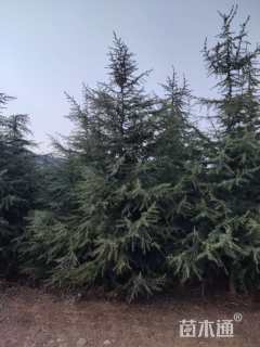 高度400厘米雪松