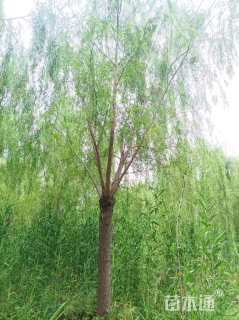 22公分旱柳
