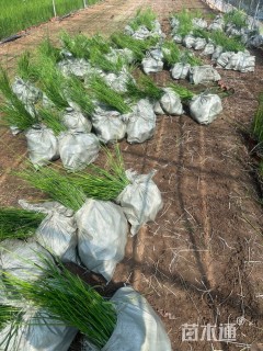 高度30厘米木贼