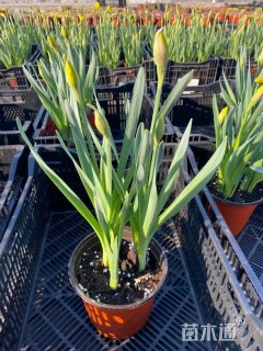 高度30厘米喇叭水仙