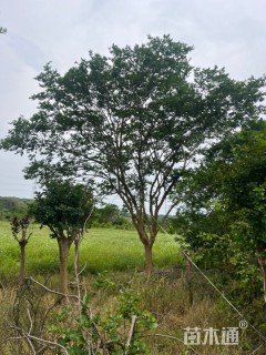 25公分四川红紫薇