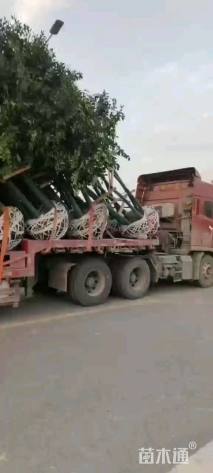 高度500厘米丛生大叶女贞