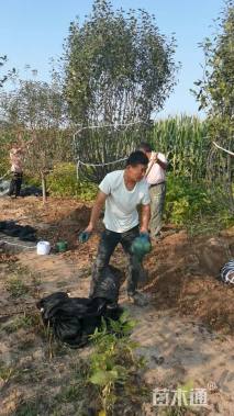 10公分绚丽海棠