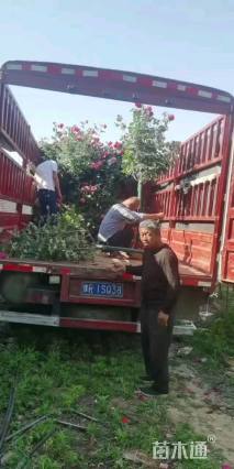 高度150厘米高杆月季