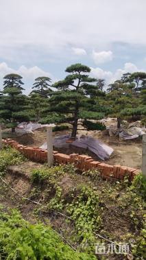 22公分造型五针松