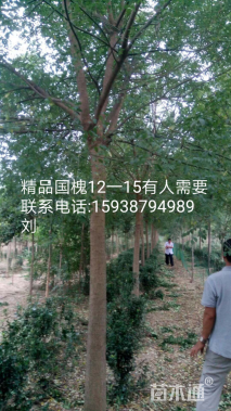 12公分国槐