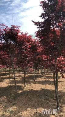 高度450厘米三季红红枫