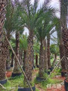 裸干高200厘米银海枣