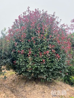 12公分红叶石楠