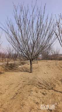 18公分日本晚樱