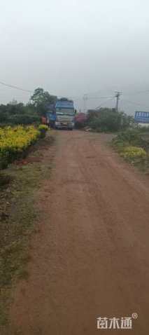 高度10厘米麦冬