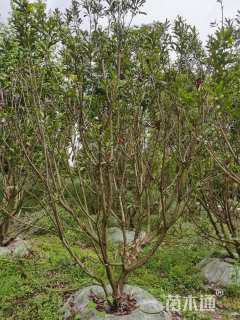 10公分(2杆)丛生杨梅