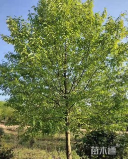 22公分二乔玉兰