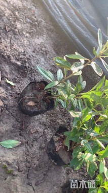 高度30厘米毛鹃