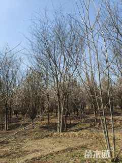 9公分(4杆)丛生朴树