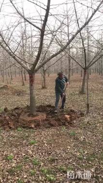 15公分嫁接银杏