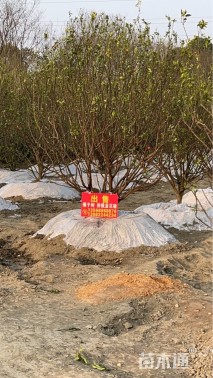 高度400厘米算盘子