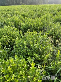 冠幅80厘米胶东卫矛球