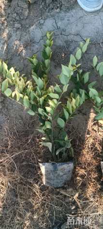 高度30厘米金森女贞