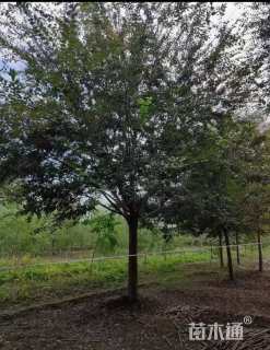 18公分榉树
