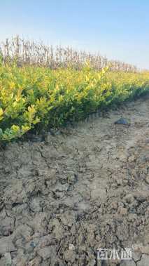 高度40厘米金森女贞小苗