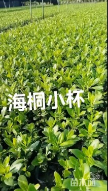 高度30厘米海桐