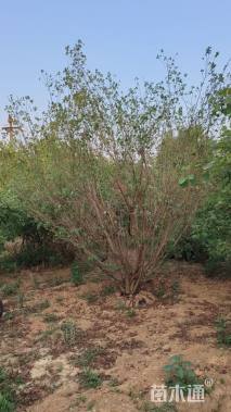 13公分木瓜海棠