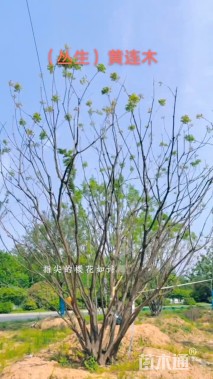 60公分(3杆)丛生黄连木