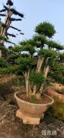 15公分造型赤楠