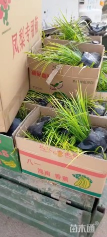 高度40厘米金叶石菖蒲