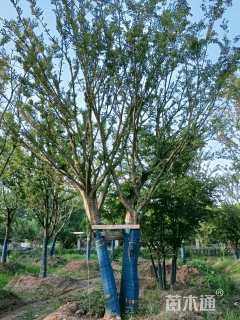50公分丛生朴树