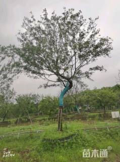 27公分造型朴树