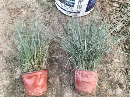 高度30厘米小兔子狼尾草