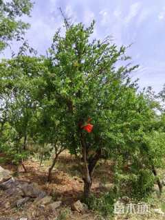 15公分造型石榴