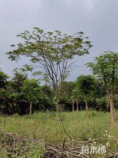 25公分凤凰木