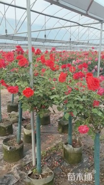 高度80厘米月季