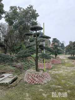 容器苗造型罗汉松