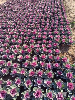 高度15厘米羽衣甘蓝