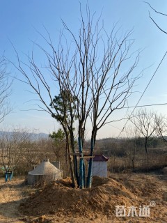 100公分(6杆)丛生朴树