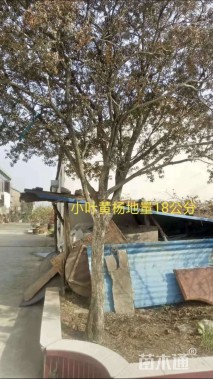 高度3500厘米小叶黄杨