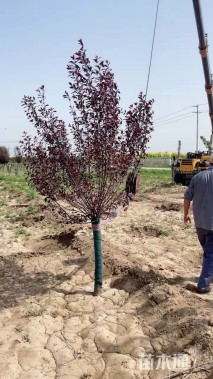 10公分紫叶矮樱