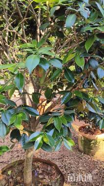 冠幅160厘米茶花球