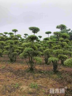 4公分造型小叶女贞