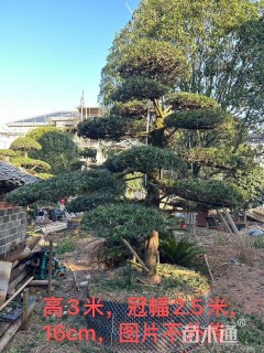 容器苗造型罗汉松