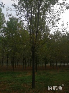 25公分速生白蜡