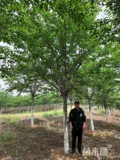 21公分高杆染井吉野樱