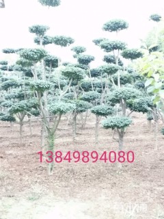 9公分造型小叶女贞