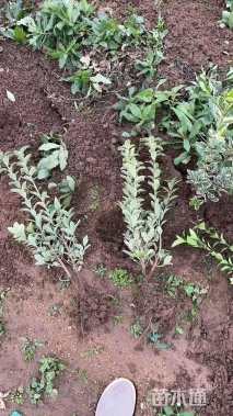 高度50厘米金边黄杨