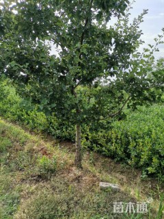 高度60厘米胶东卫矛